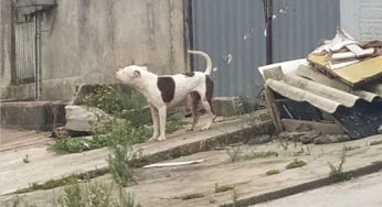 Tutora é responsabilizada por ataque de pitbull a cachorro em PG