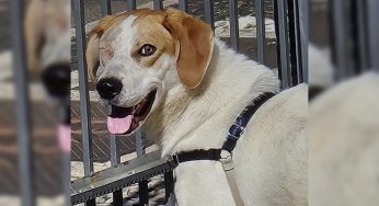 Adote Alberto! Cão carinhoso e saudável espera por uma nova família em Ponta Grossa