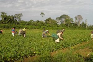 agricultura