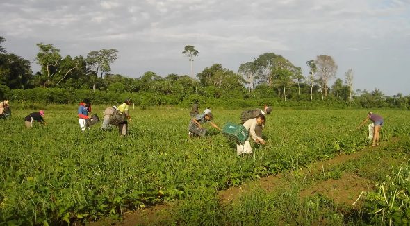 agricultura