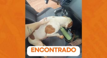 Família de Ponta Grossa reencontra cachorro perdido após três dias