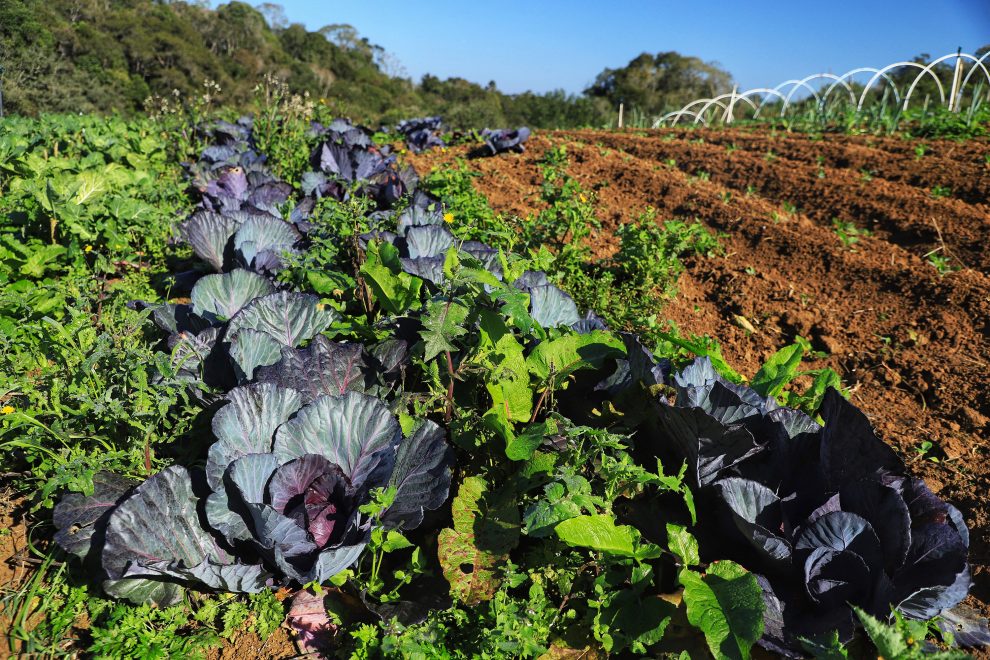 agricultura Boca no Trombone agricultura