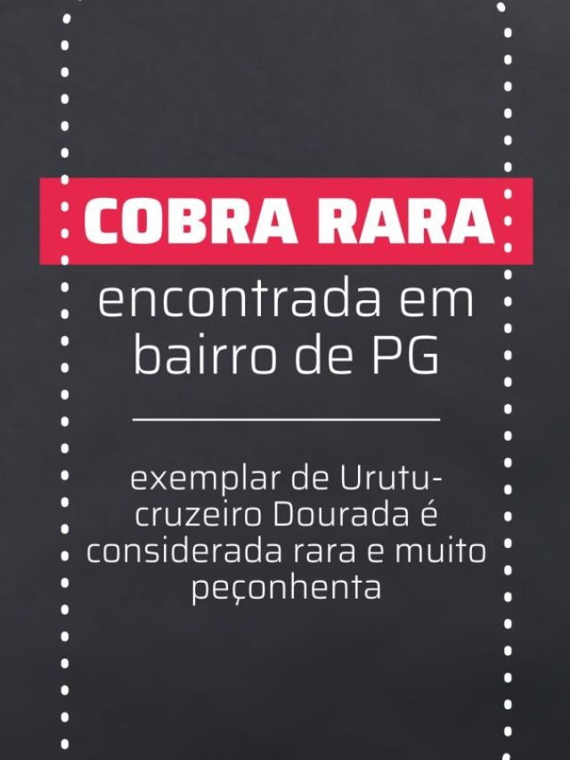 Cobra rara encontrada em PG