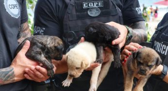 Cachorra e filhotes são encontrados em escombros de incêndio criminoso no PR