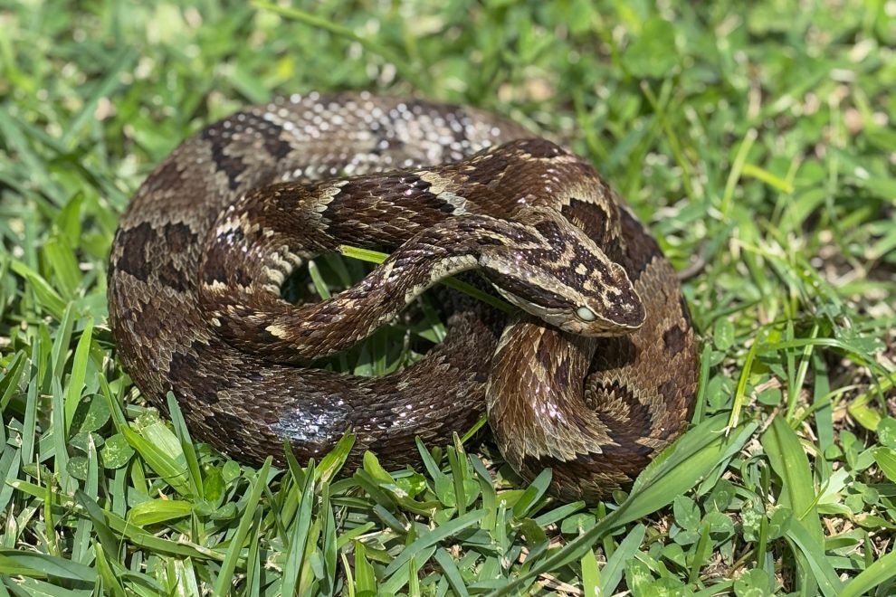 Sesa indica cuidados com animais peçonhentos no verão Boca no Trombone Sesa indica cuidados com animais peçonhentos no verão