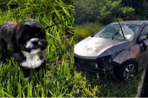 Cachorro pula no colo de motorista e provoca capotamento no Paraná