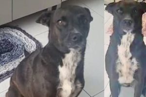 Família busca por Kira, cachorrinha desaparecida em Ponta Grossa