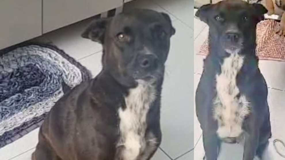 Família busca por Kira, cachorrinha desaparecida em Ponta Grossa Boca no Trombone Família busca por Kira, cachorrinha desaparecida em Ponta Grossa