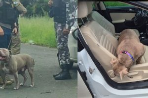 Cão resgatado em veículo do confronto em Ponta Grossa será devolvido para adoção Boca no Trombone Cão resgatado em veículo do confronto em Ponta Grossa será devolvido para adoção