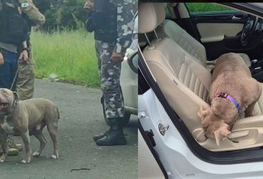 Cão resgatado em veículo do confronto em Ponta Grossa será devolvido para adoção Boca no Trombone Cão resgatado em veículo do confronto em Ponta Grossa será devolvido para adoção