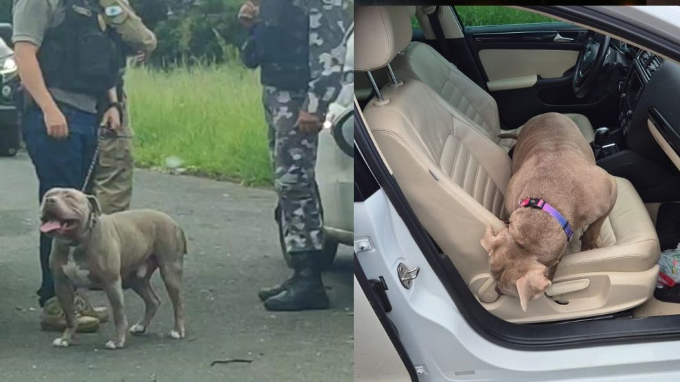 Cão resgatado em veículo do confronto em Ponta Grossa será devolvido para adoção Boca no Trombone Cão resgatado em veículo do confronto em Ponta Grossa será devolvido para adoção