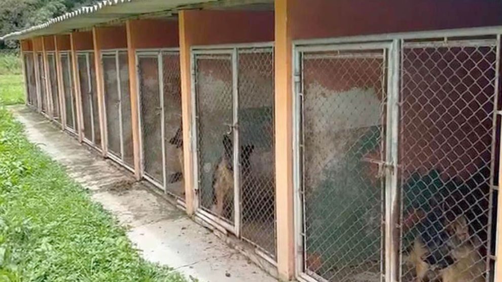 Polícia Civil resgata 120 cães vítimas de maus-tratos em canil no Paraná Boca no Trombone Polícia Civil resgata 120 cães vítimas de maus-tratos em canil no Paraná