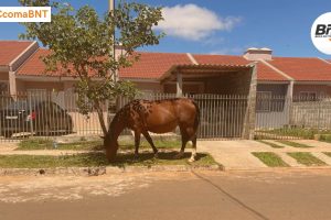 MODELO encontrada cão 1