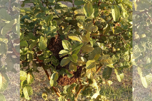 enxame de abelhas Boca no Trombone Imagem mostra enxame de abelhas