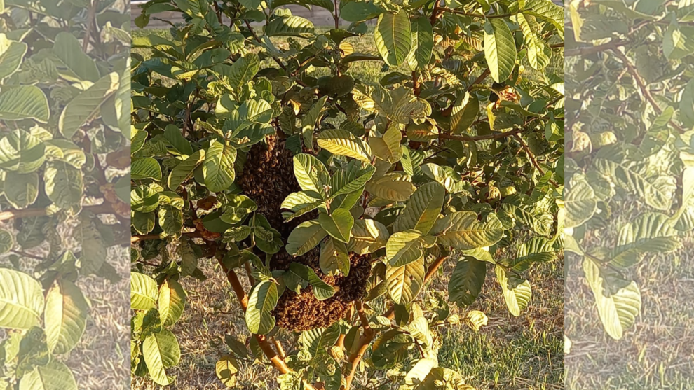 enxame de abelhas Boca no Trombone Imagem mostra enxame de abelhas