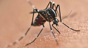 Dengue: Tecpar credencia municípios para adotar plataforma