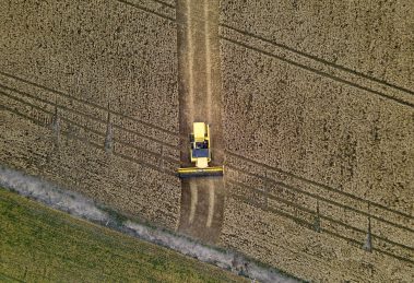 Produção agrícola Boca no Trombone 31092021 – Plantação de trigo região de TibagiPr Foto Gilson AbreuAEN