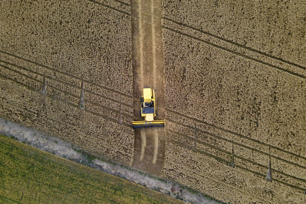 Produção agrícola Boca no Trombone 31092021 – Plantação de trigo região de TibagiPr Foto Gilson AbreuAEN