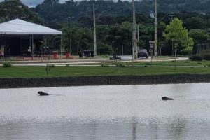 Surpresa no Lago de Olarias: Segunda capivara aparece e encanta visitantes Boca no Trombone Surpresa no Lago de Olarias: Segunda capivara aparece e encanta visitantes