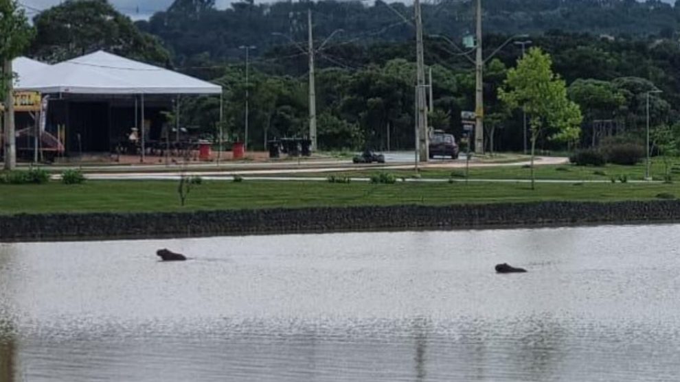 Surpresa no Lago de Olarias: Segunda capivara aparece e encanta visitantes Boca no Trombone Surpresa no Lago de Olarias: Segunda capivara aparece e encanta visitantes