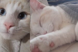 Casal de Ponta Grossa busca Floquinho, gatinho desaparecido há três dias na Nova Rússia Boca no Trombone Casal de Ponta Grossa busca Floquinho, gatinho desaparecido há três dias na Nova Rússia