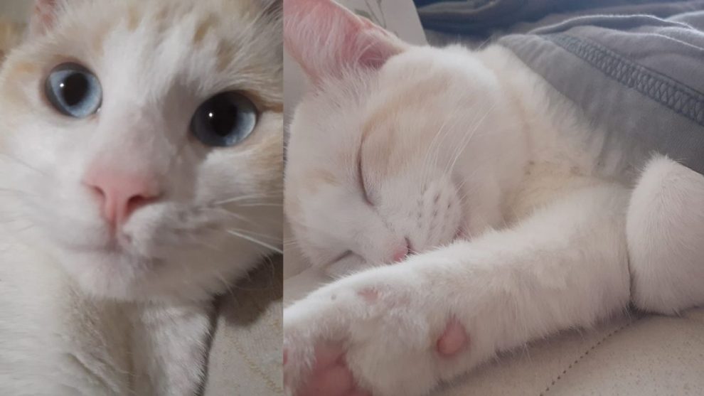 Casal de Ponta Grossa busca Floquinho, gatinho desaparecido há três dias na Nova Rússia Boca no Trombone Casal de Ponta Grossa busca Floquinho, gatinho desaparecido há três dias na Nova Rússia