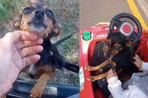 Família de Ponta Grossa procura por pinscher desaparecida em Uvaranas