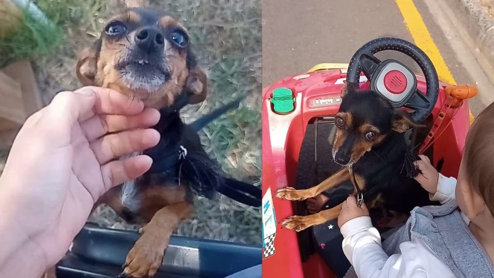 Família de Ponta Grossa procura por pinscher desaparecida em Uvaranas Boca no Trombone Família de Ponta Grossa procura por pinscher desaparecida em Uvaranas