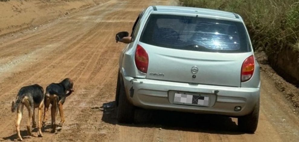 O abandono de animais nas áreas rurais de Ponta Grossa tem aumentado Boca no Trombone O abandono de animais nas áreas rurais de Ponta Grossa tem aumentado