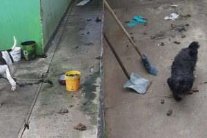 Cães são abandonados em residência e seguem sem resgate, apesar de denúncias Boca no Trombone Cães são abandonados em residência e seguem sem resgate, apesar de denúncias