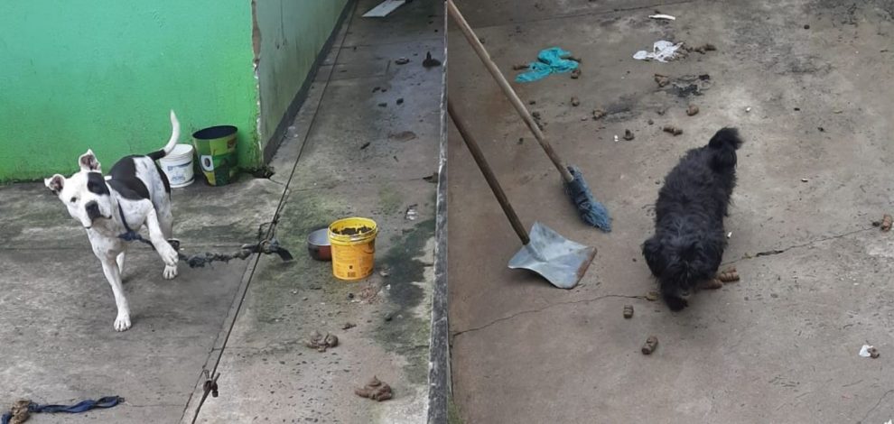 Cães são abandonados em residência e seguem sem resgate, apesar de denúncias Boca no Trombone Cães são abandonados em residência e seguem sem resgate, apesar de denúncias