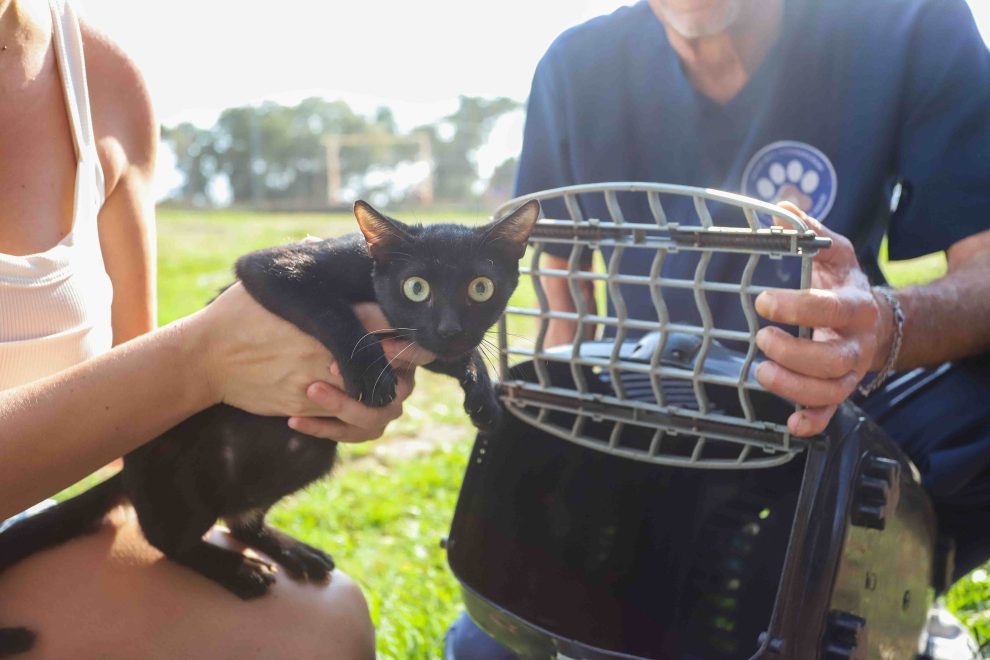 gato Boca no Trombone gato