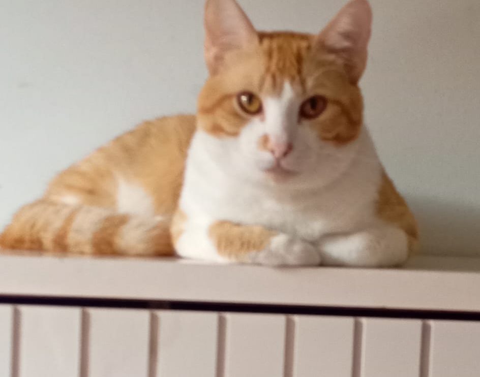 Nino, gatinho desaparecido em Ponta Grossa, é procurado pela tutora Boca no Trombone Nino, gatinho desaparecido em Ponta Grossa, é procurado pela tutora