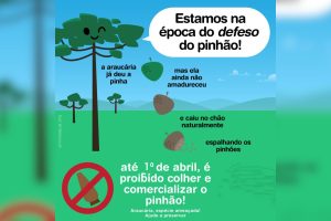 Proibição da Colheita de Pinhão no Paraná Vai Até 1º de Abril para Preservação da Espécie