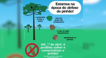 Proibição da Colheita de Pinhão no Paraná Vai Até 1º de Abril para Preservação da Espécie