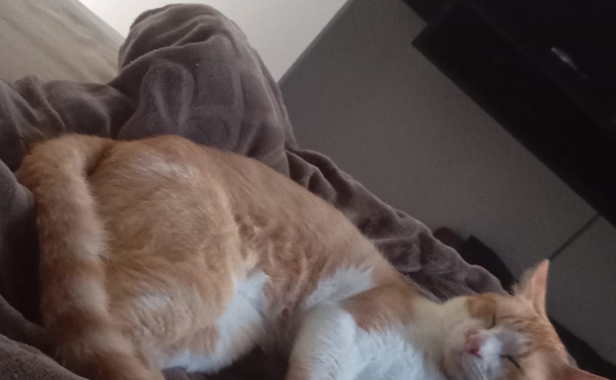 Nino, gatinho desaparecido em Ponta Grossa, é procurado pela tutora Boca no Trombone Nino, gatinho desaparecido em Ponta Grossa, é procurado pela tutora
