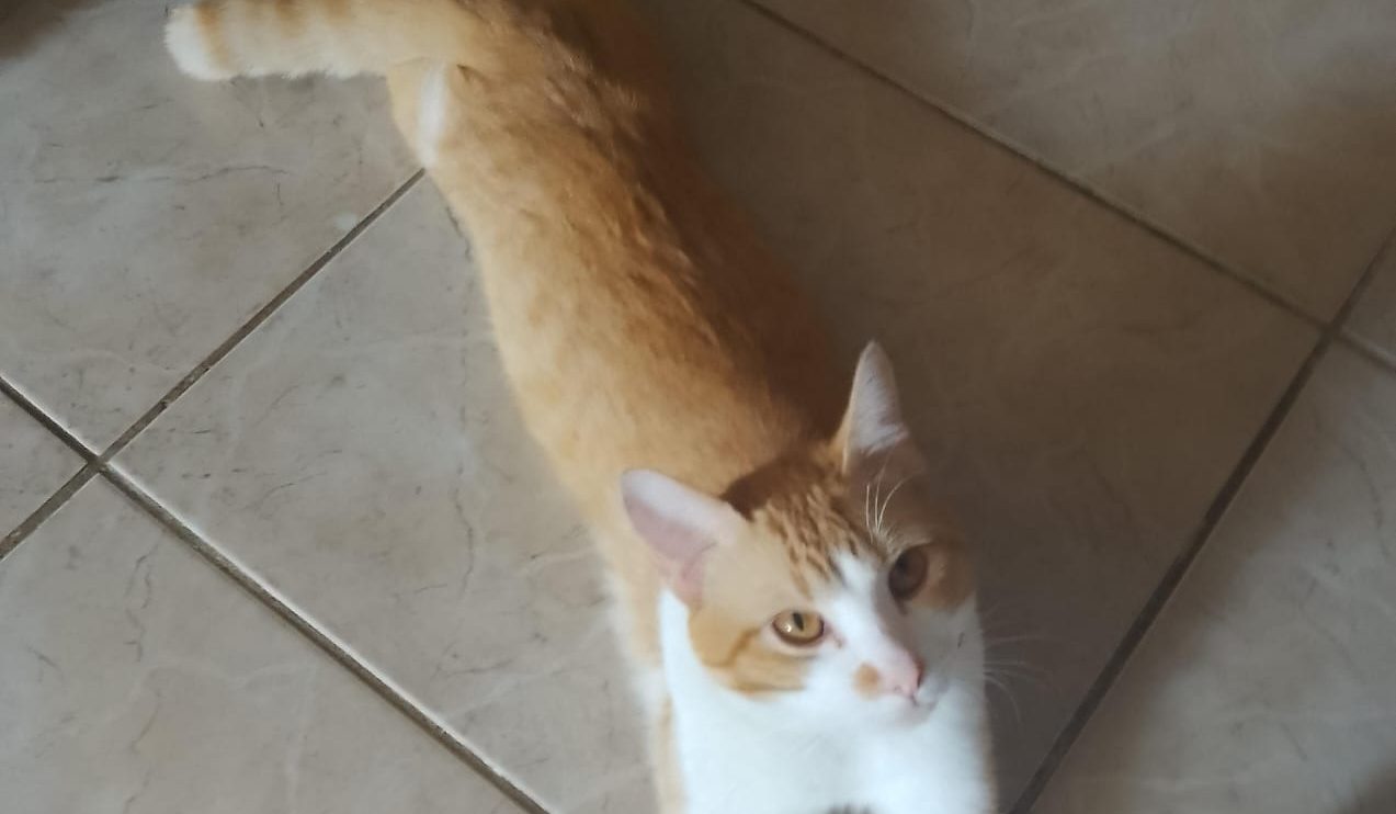 Nino, gatinho desaparecido em Ponta Grossa, é procurado pela tutora Boca no Trombone Nino, gatinho desaparecido em Ponta Grossa, é procurado pela tutora