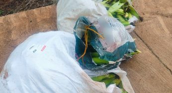 Três pessoas são detidas após furto de 300 quilos de milho em Ortigueira