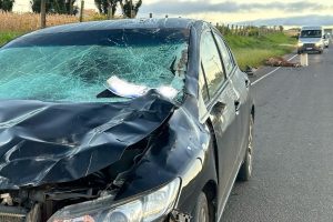 Carro atinge dois cavalos na Avenida Pedro Wosgrau durante neblina Boca no Trombone Carro atinge dois cavalos na Avenida Pedro Wosgrau durante neblina