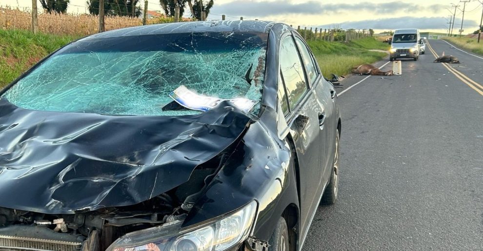 Carro atinge dois cavalos na Avenida Pedro Wosgrau durante neblina Boca no Trombone Carro atinge dois cavalos na Avenida Pedro Wosgrau durante neblina