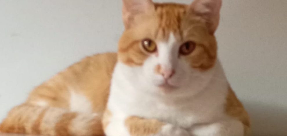 Nino, gatinho desaparecido em Ponta Grossa, é procurado pela tutora Boca no Trombone Nino, gatinho desaparecido em Ponta Grossa, é procurado pela tutora