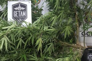 Guarda Municipal apreende pé de maconha em residência abandonada em Ponta Grossa Boca no Trombone Guarda Municipal apreende pé de maconha em residência abandonada em Ponta Grossa