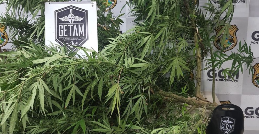 Guarda Municipal apreende pé de maconha em residência abandonada em Ponta Grossa Boca no Trombone Guarda Municipal apreende pé de maconha em residência abandonada em Ponta Grossa