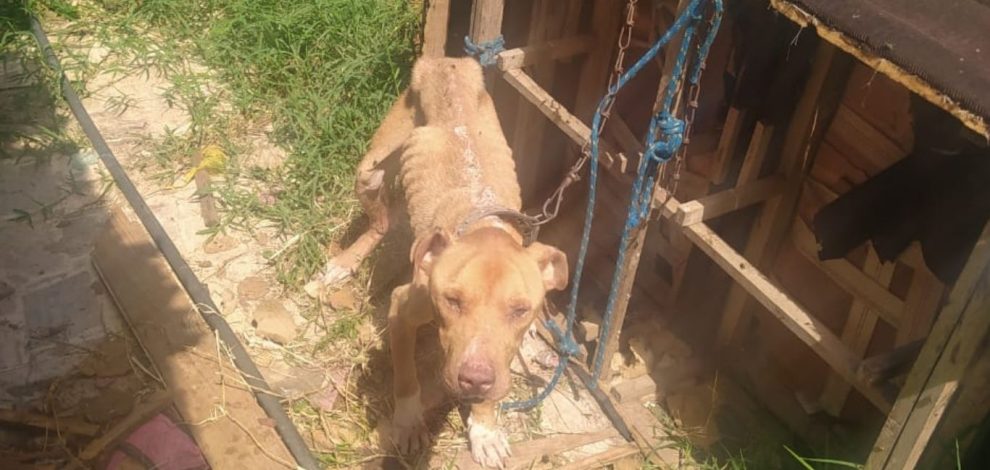 Guarda Civil e CRAR resgataram pitbull vítima de maus-tratos em Ponta Grossa Boca no Trombone Guarda Civil e CRAR resgataram pitbull vítima de maus-tratos em Ponta Grossa