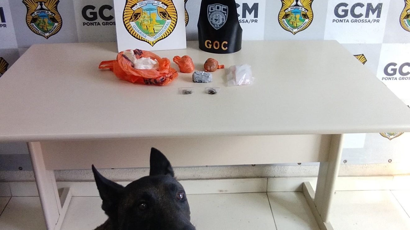 Cão farejador da GM encontra mochila com drogas em bairro de Ponta Grossa Boca no Trombone Cão farejador da GM encontra mochila com drogas em bairro de Ponta Grossa