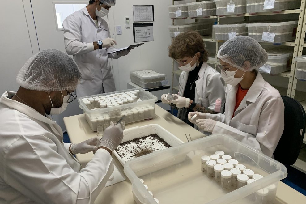 A primeira coleta de aranhas-marrons realizada neste ano chegou na sexta-feira (28) ao Centro de Produção e Pesquisa de Imunobiológicos Boca no Trombone A primeira coleta de aranhas-marrons realizada neste ano chegou na sexta-feira (28) ao Centro de Produção e Pesquisa de Imunobiológicos