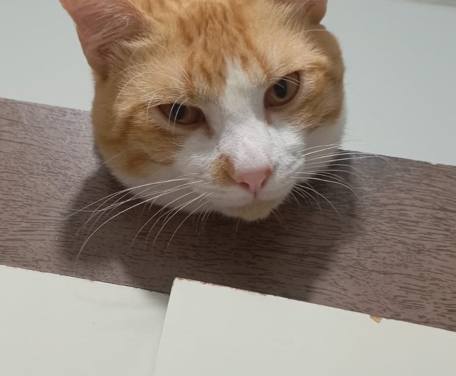 Nino, gatinho desaparecido em Ponta Grossa, é procurado pela tutora Boca no Trombone Nino, gatinho desaparecido em Ponta Grossa, é procurado pela tutora