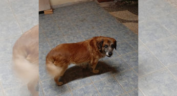 Família oferece recompensa para quem encontrar o cachorro “Marley” desaparecido em Ponta Grossa