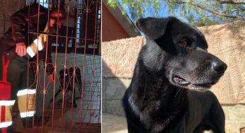 Cachorro abandonado em rodovia de PG é adotado por funcionário do D.E.R.