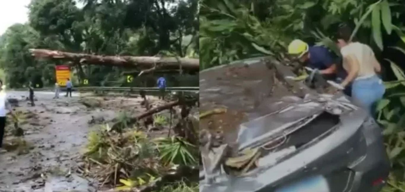 Queda de árvore na BR-277 provoca morte em Morretes; EPR Litoral Pioneiro emite nota de esclarecimento